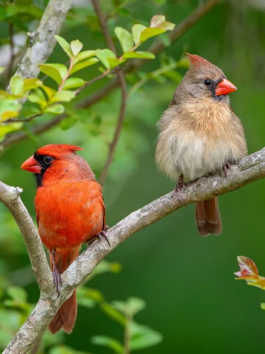 attract and feed cardinals in the spring