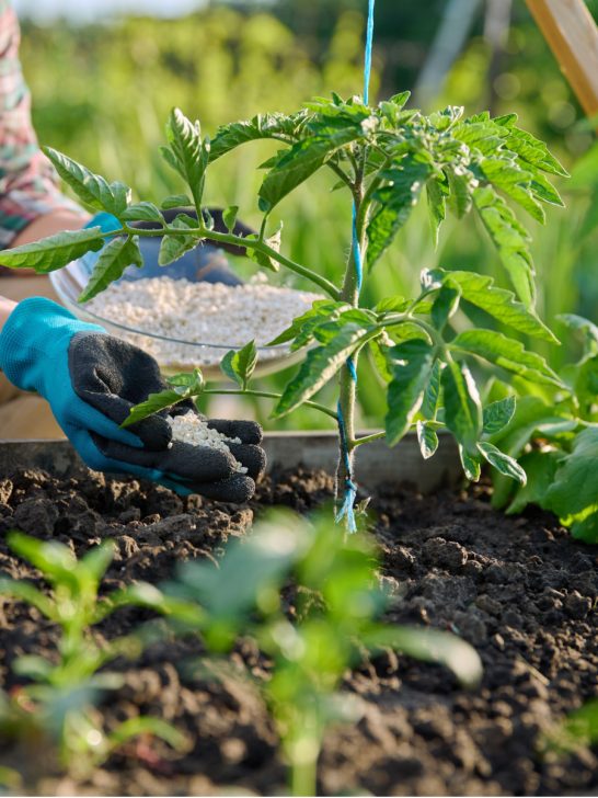 secret to fertilizing tomatoes